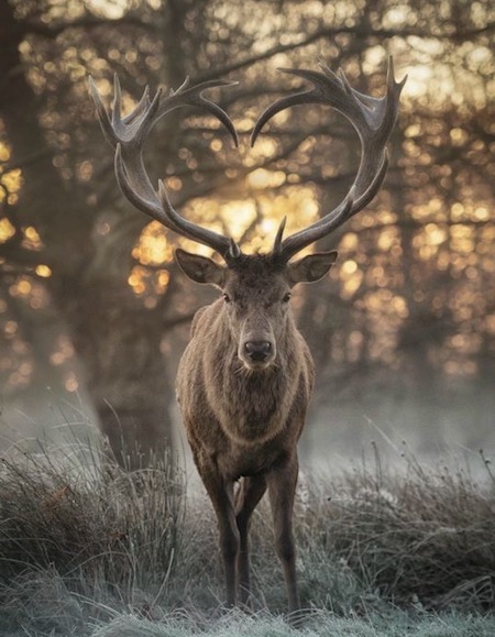 Spirit-of-the-deer-deer